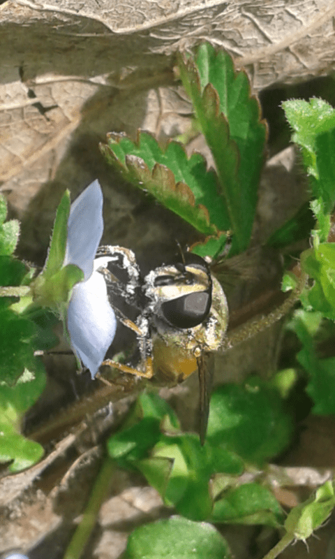 Syrphidae : Helophilus pendulus?  Sì